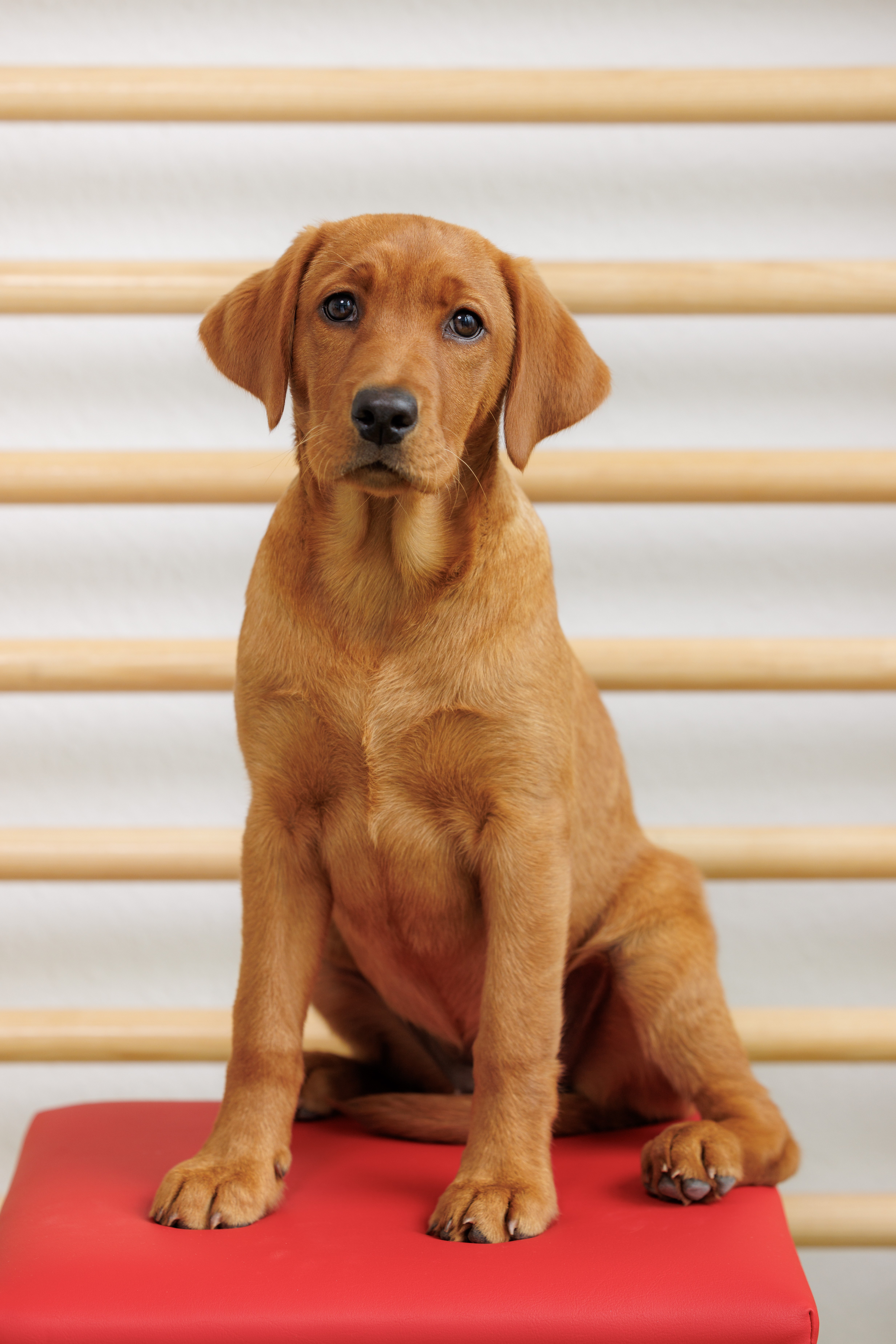Chili - Therapiehund